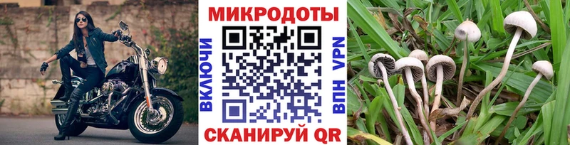 Купить где  Щучье  Псилоцибиновые грибы мицелий 